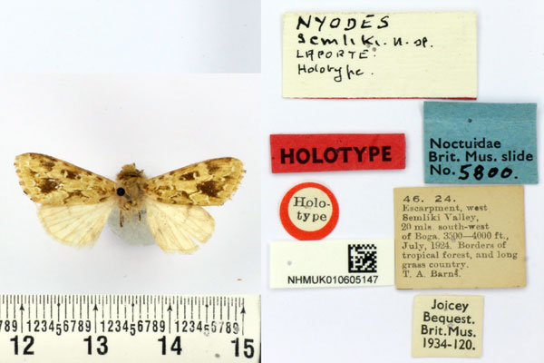 /filer/webapps/moths/media/images/S/semliki_Nyodes_HT_BMNH.jpg