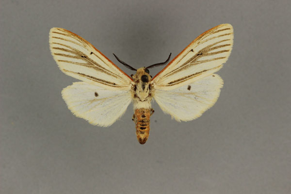 /filer/webapps/moths/media/images/S/senegalensis_Aloa_ST_BMNH.jpg