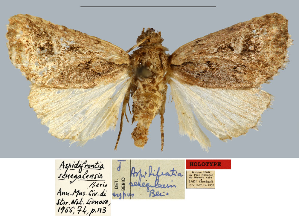 /filer/webapps/moths/media/images/S/senegalensis_Aspidifrontia_HT_MNHN.jpg