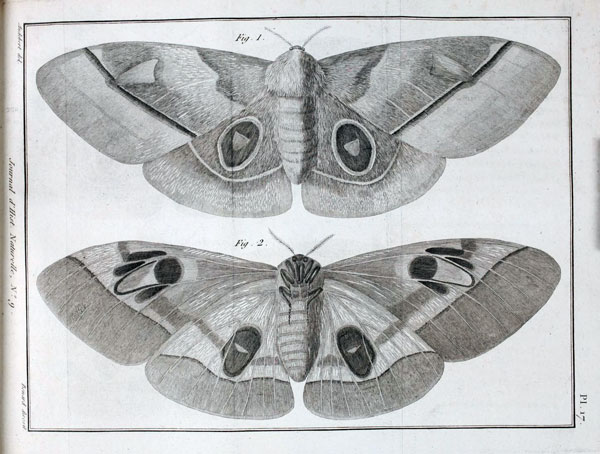 /filer/webapps/moths/media/images/S/senegalensis_Bombyx_HT_Olivier_17.jpg