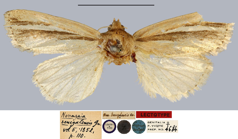 /filer/webapps/moths/media/images/S/senegalensis_Nonagria_LT_MNHN.jpg