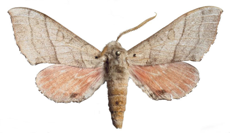 /filer/webapps/moths/media/images/S/senegalensis_Rufoclanis_HT_EMEMa.jpg