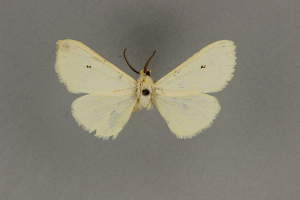 /filer/webapps/moths/media/images/S/senegalensis_Spilosoma_HT_BMNH.jpg