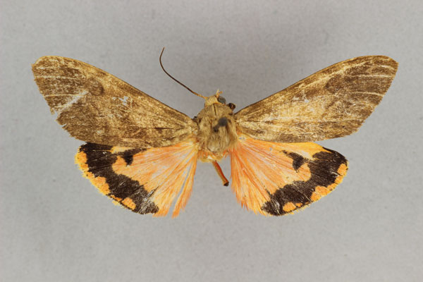 /filer/webapps/moths/media/images/S/senegalensis_Teracotona_HT_BMNH.jpg
