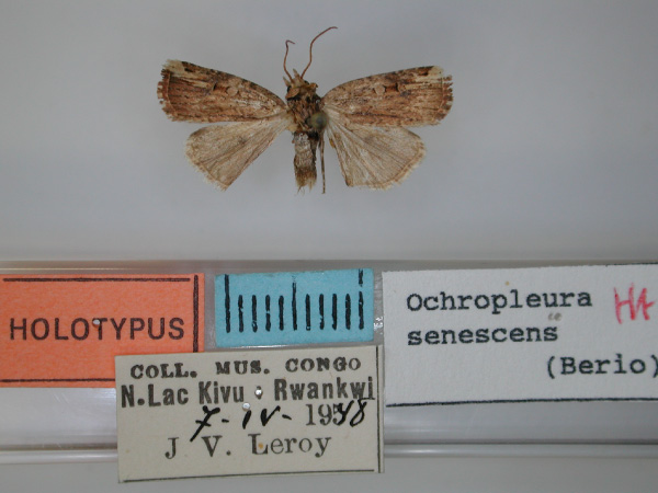 /filer/webapps/moths/media/images/S/senescens_Ochropleura_HT_RMCA.jpg