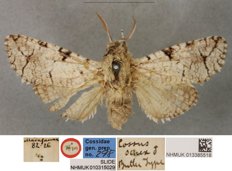 /filer/webapps/moths/media/images/S/senex_Cossus_LT_BMNH.jpg