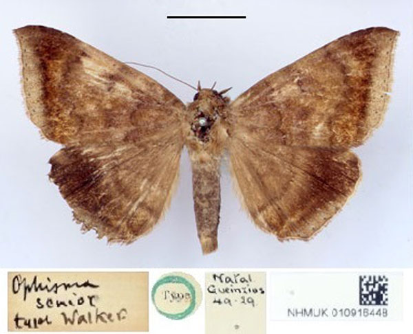 /filer/webapps/moths/media/images/S/senior_Ophisma_HT_BMNH.jpg