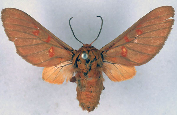 /filer/webapps/moths/media/images/S/separata_Balacra_HT_BMNH_01.jpg