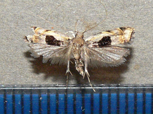 /filer/webapps/moths/media/images/S/septella_Brachmia_A_Goff_01.jpg