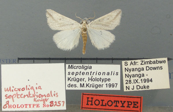 /filer/webapps/moths/media/images/S/septentrionalis_Microligia_HT_TMSA.jpg
