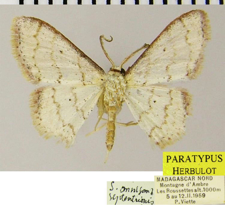 /filer/webapps/moths/media/images/S/septentrionis_Scopula_PTM_ZSMa.jpg