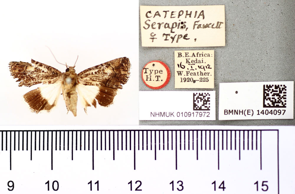 /filer/webapps/moths/media/images/S/serapis_Catephia_HT_BMNH.jpg