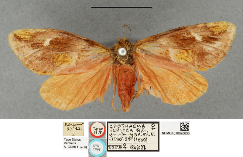 /filer/webapps/moths/media/images/S/sericea_Crothaema_LT_BMNH.jpg