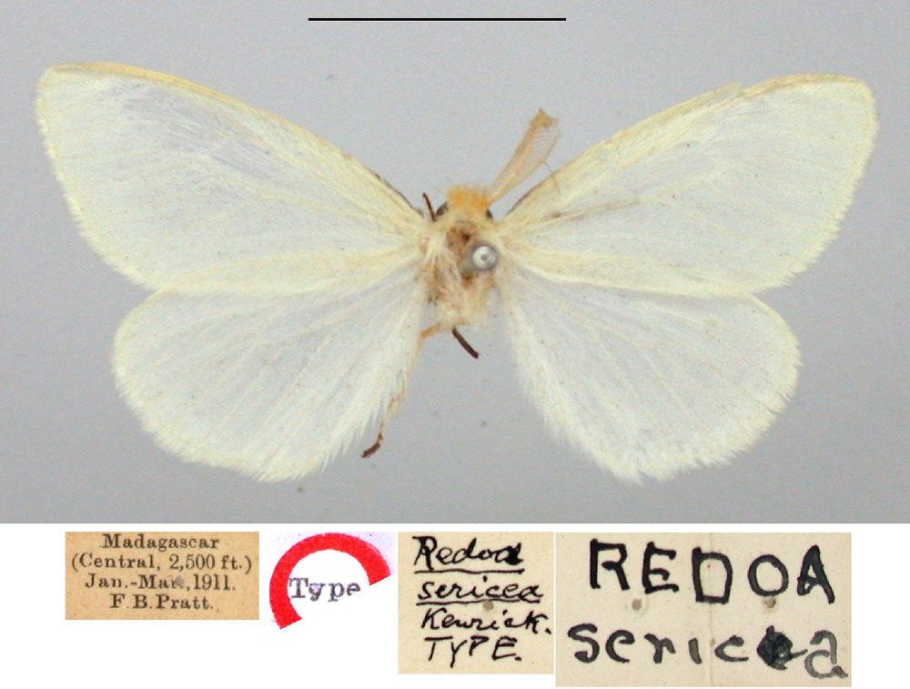 /filer/webapps/moths/media/images/S/sericea_Redoa_HT_BMNH.jpg