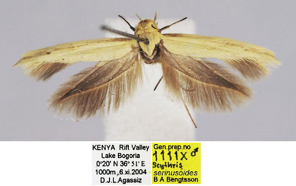 /filer/webapps/moths/media/images/S/serinusoides_Scythris_HT_BMNH_76FMbjs.jpg