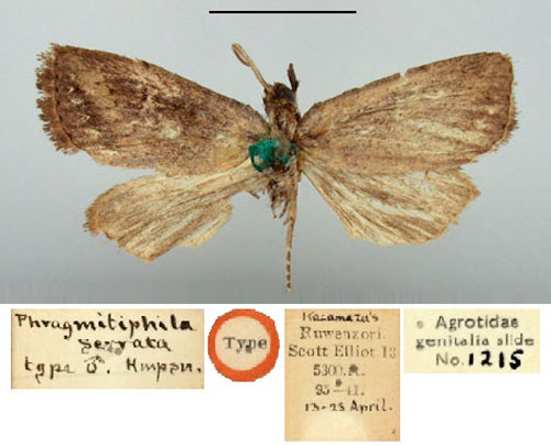/filer/webapps/moths/media/images/S/serrata_Phragmitiphila_HT_BMNH.jpg
