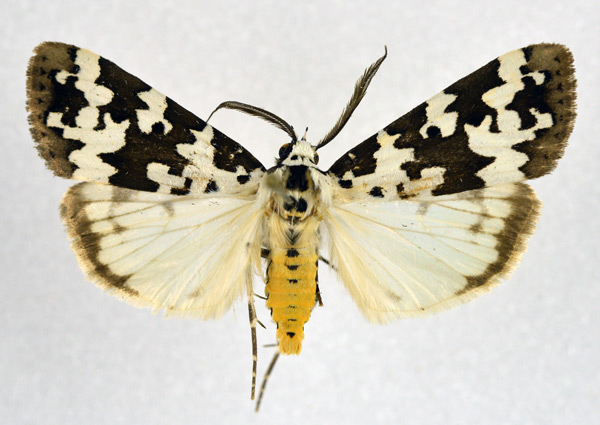 /filer/webapps/moths/media/images/S/serratula_Digama_AM_NHMO.jpg