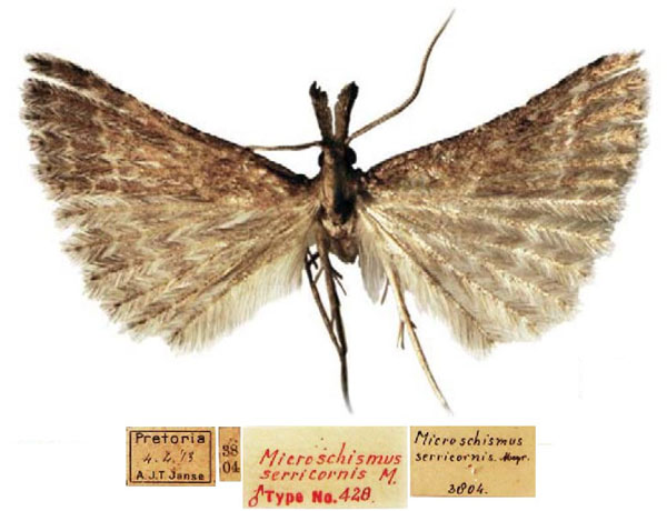 /filer/webapps/moths/media/images/S/serricornis_Microschismus_STM_TMSA.jpg