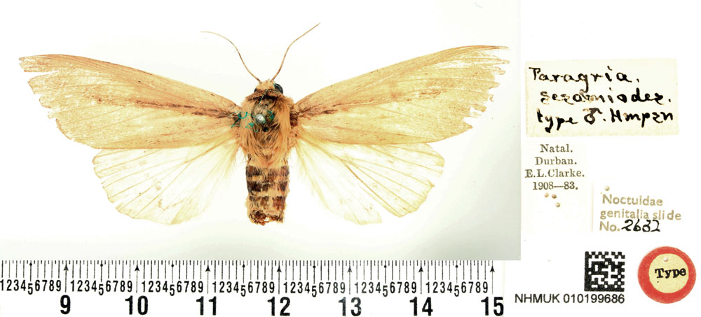 /filer/webapps/moths/media/images/S/sesamiodes_Paragria_HT_BMNH.jpg