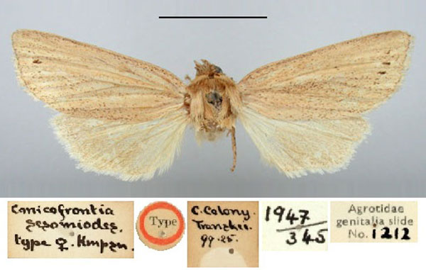 /filer/webapps/moths/media/images/S/sesamoides_Conicofrontia_HT_BMNH.jpg