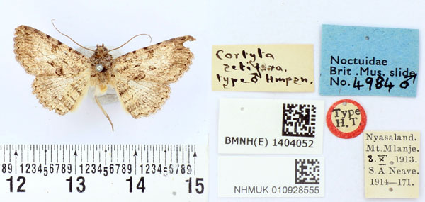 /filer/webapps/moths/media/images/S/setifera_Cortyta_HT_BMNH.jpg