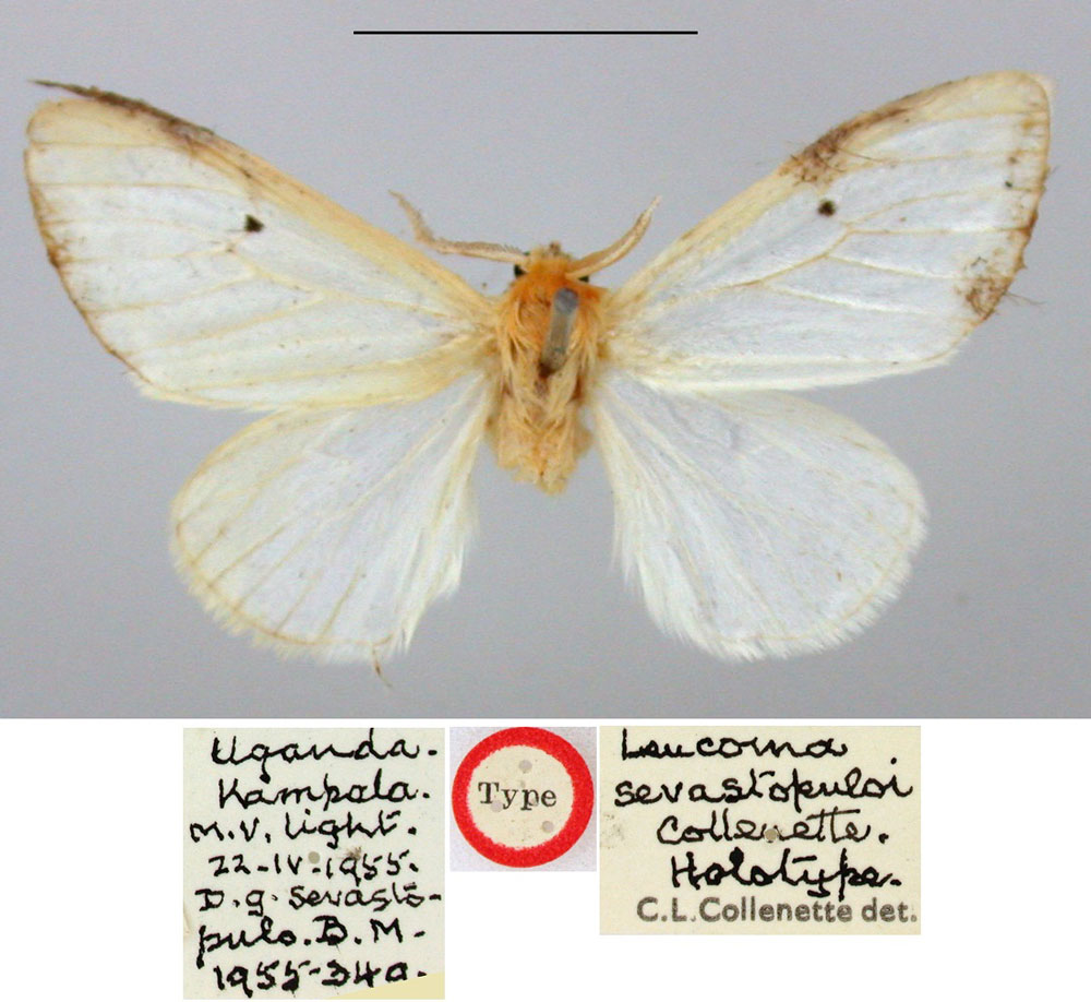 /filer/webapps/moths/media/images/S/sevastopuloi_Leucoma_HT_BMNH.jpg