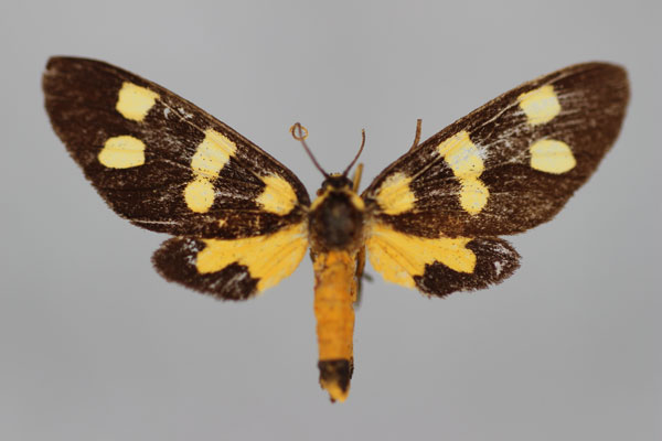 /filer/webapps/moths/media/images/S/severina_Dubianaclia_LT_BMNH.jpg