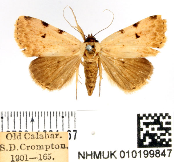 /filer/webapps/moths/media/images/S/sexmaculata_Baniana_AM_BMNH.jpg