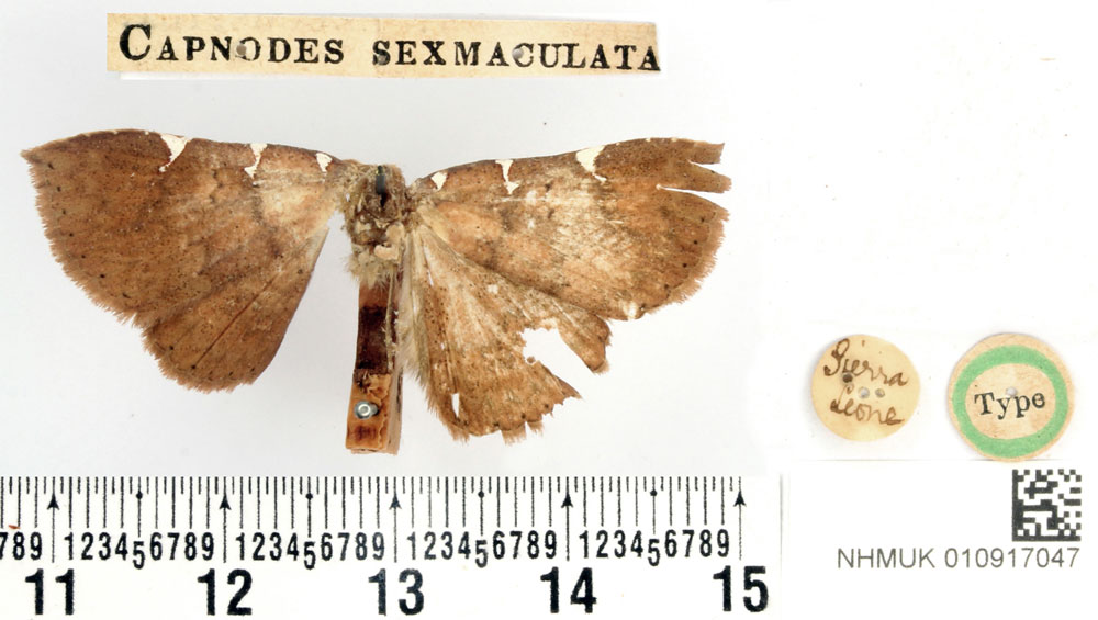 /filer/webapps/moths/media/images/S/sexmaculata_Capnodes_HT_BMNH.jpg