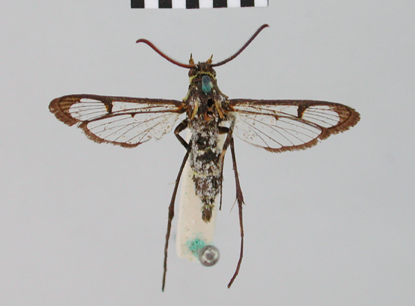 /filer/webapps/moths/media/images/S/sexualis_Tipulamima_AM_BMNH.jpg