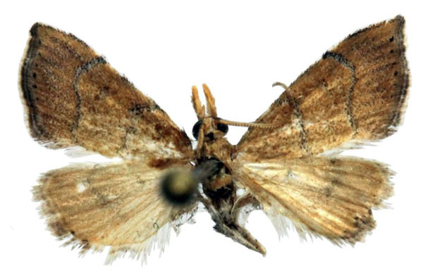 /filer/webapps/moths/media/images/S/sharporum_Ptychopseustis_HT_TMSA.jpg