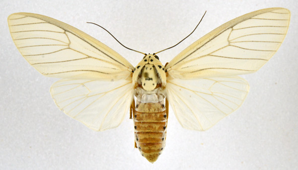 /filer/webapps/moths/media/images/S/shimbaensis_Amerila_AF_NHMO.jpg