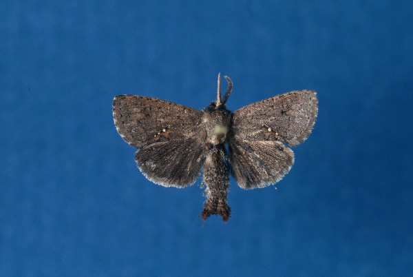 /filer/webapps/moths/media/images/S/shimonii_Metarbela_HT_BMNH.jpg