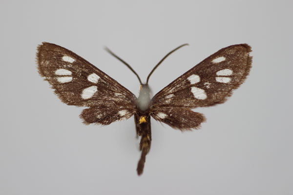 /filer/webapps/moths/media/images/S/shoa_Amata_A_BMNH.jpg