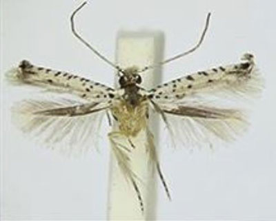 /filer/webapps/moths/media/images/S/siccata_Oinophila_LT_BMNH.jpg
