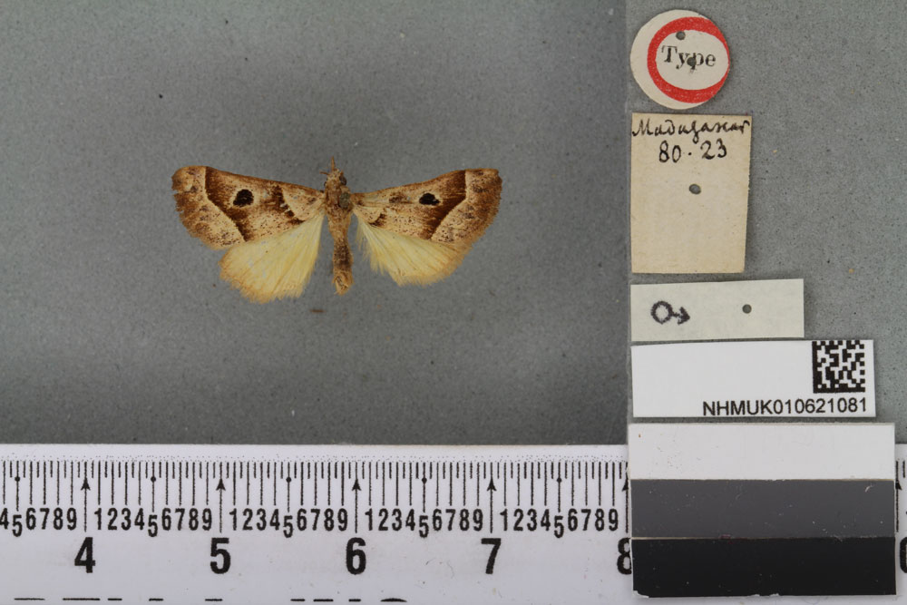 /filer/webapps/moths/media/images/S/signata_Actenia_HT_BMNHa.jpg
