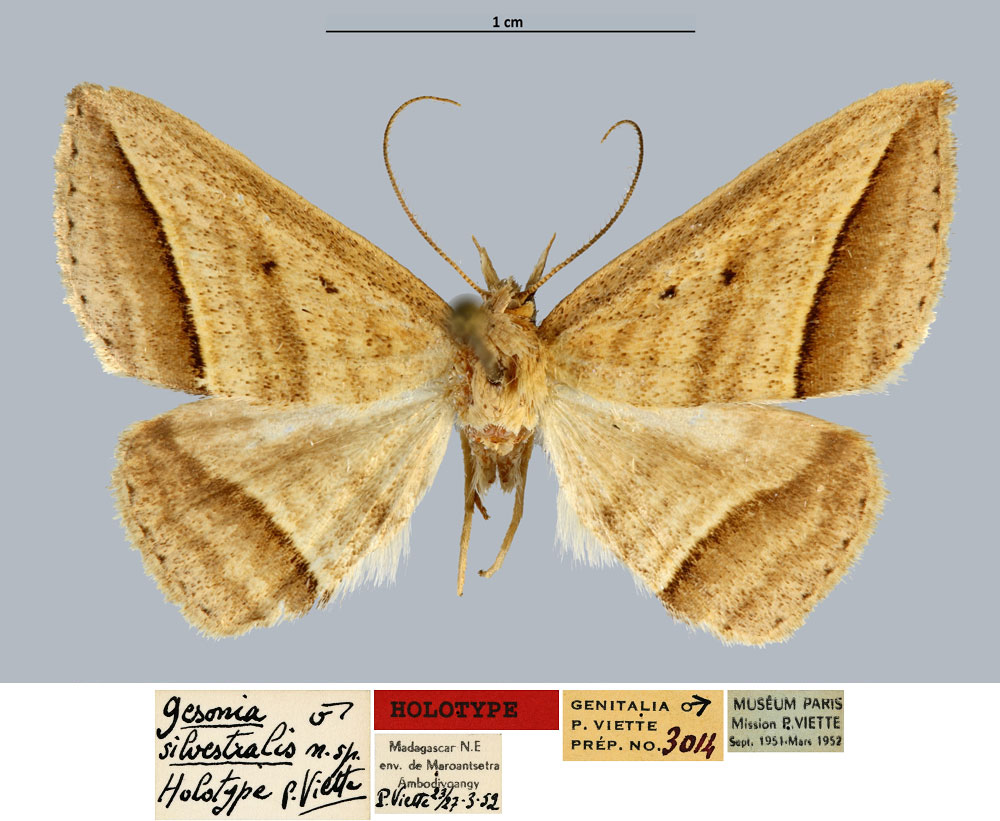 /filer/webapps/moths/media/images/S/silvestralis_Gesonia_HT_MNHN.jpg