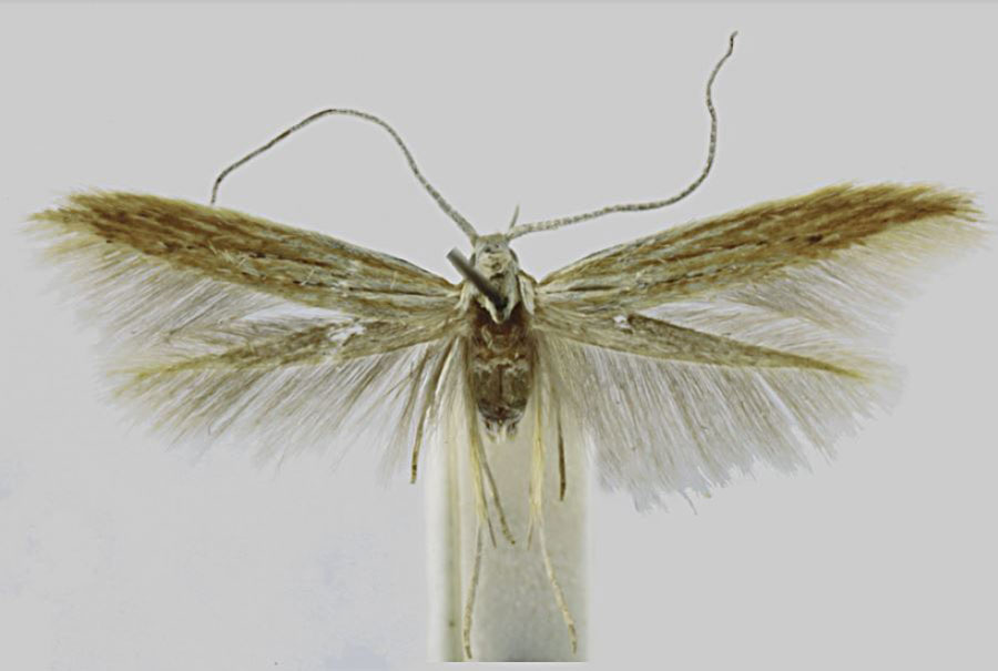/filer/webapps/moths/media/images/S/silvestris_Coleophora_HT_RMCA.jpg