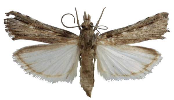 /filer/webapps/moths/media/images/S/similis_Crambicybalomia_AF_BMNH.jpg
