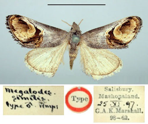/filer/webapps/moths/media/images/S/similis_Megalodes_HT_BMNH.jpg