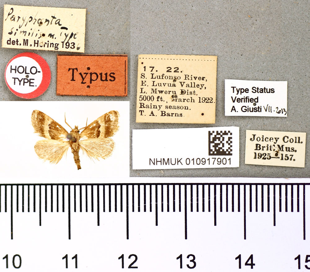 /filer/webapps/moths/media/images/S/similis_Paryphanta_HT_BMNH.jpg