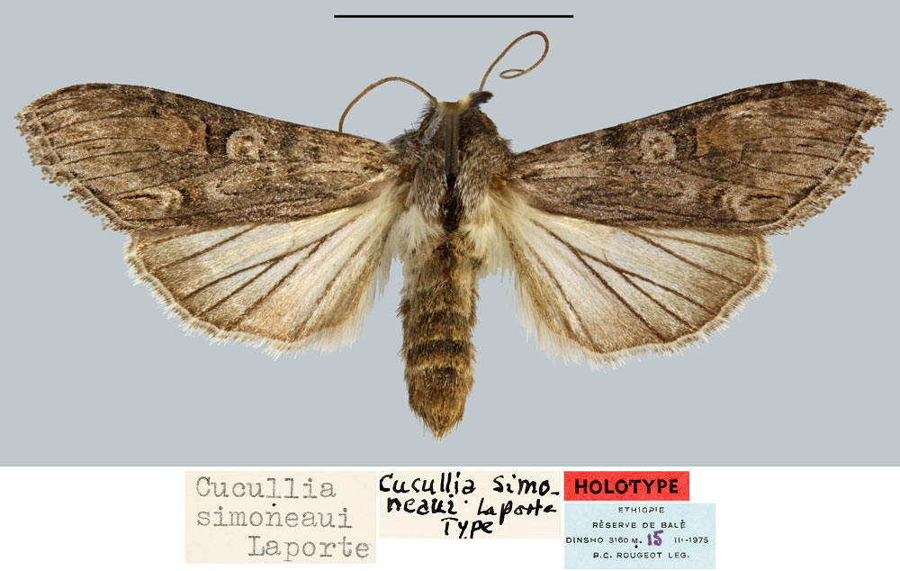 /filer/webapps/moths/media/images/S/simoneaui_Cucullia_HT_BMNH.jpg