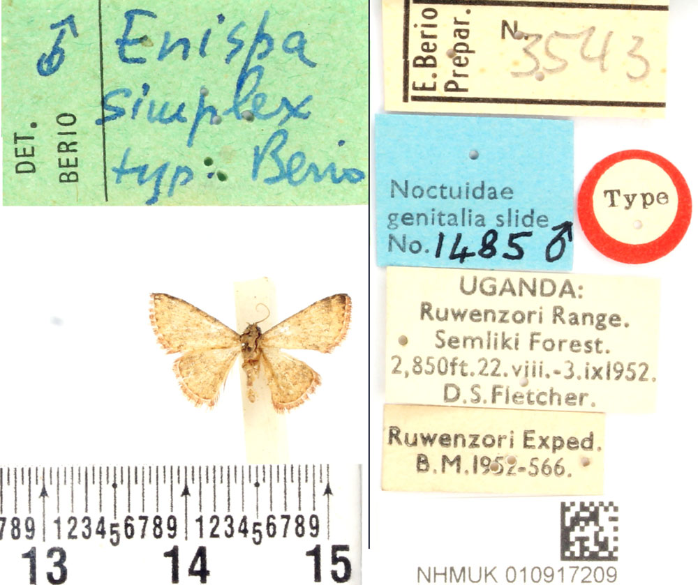 /filer/webapps/moths/media/images/S/simplex_Enispa_HT_BMNH.jpg