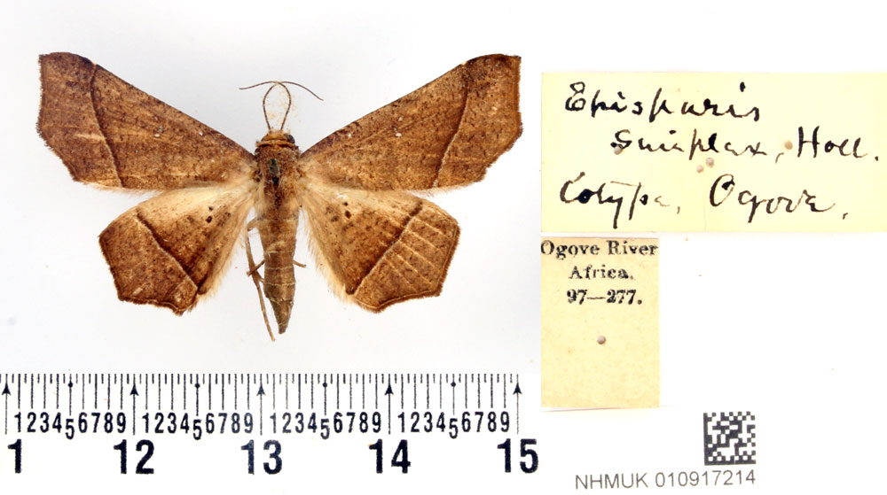 /filer/webapps/moths/media/images/S/simplex_Episparis_STM_BMNH.jpg