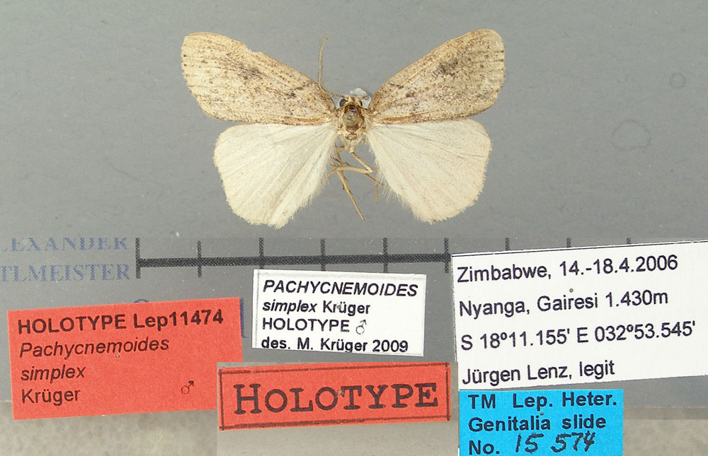 /filer/webapps/moths/media/images/S/simplex_Pachycnemoides_HT_TMSA.jpg