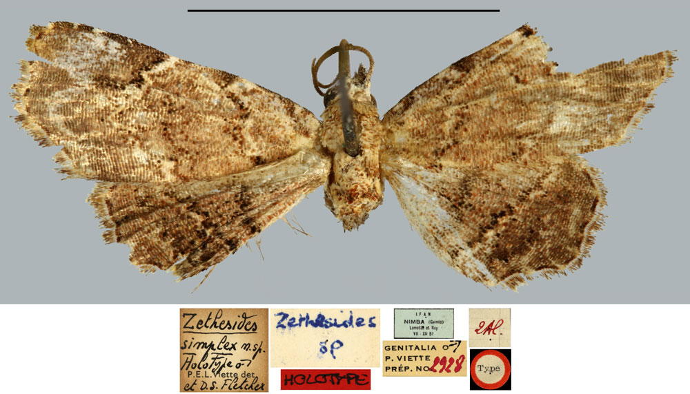 /filer/webapps/moths/media/images/S/simplex_Zethesides_HT_MNHN.jpg