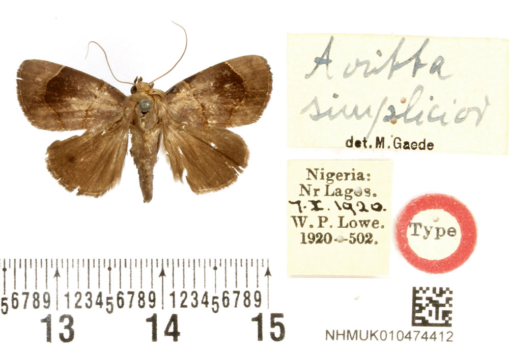 /filer/webapps/moths/media/images/S/simplicior_Avitta_HT_BMNH.jpg