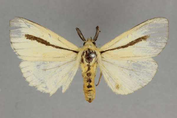 /filer/webapps/moths/media/images/S/simulans_Epilacydes_HT_BMNH.jpg