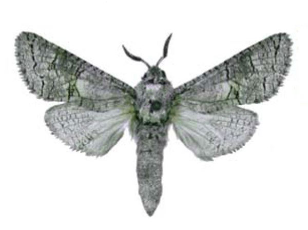 /filer/webapps/moths/media/images/S/sindbad_Camellocossus_HT_MWM.jpg