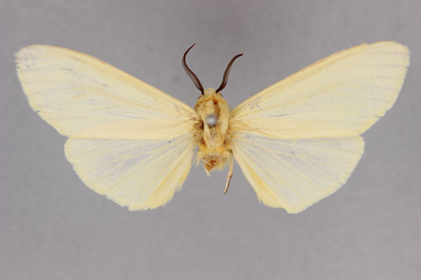 /filer/webapps/moths/media/images/S/sinefascia_Spilosoma_HT_BMNH.jpg